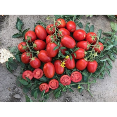 Семена томата детерминантного 9985 F1, (5000 семян), Lark Seeds